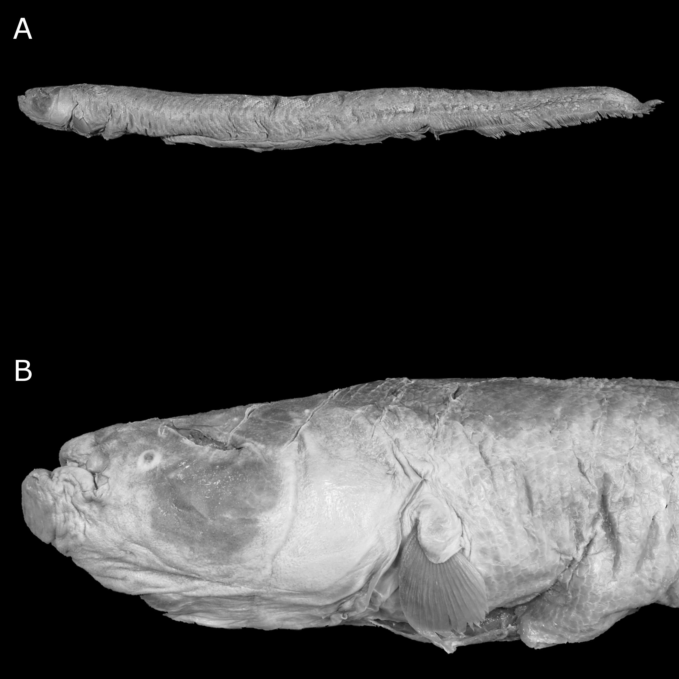 Redescription of the Tuvirão, Gymnotus inaequilabiatus Valenciennes ...