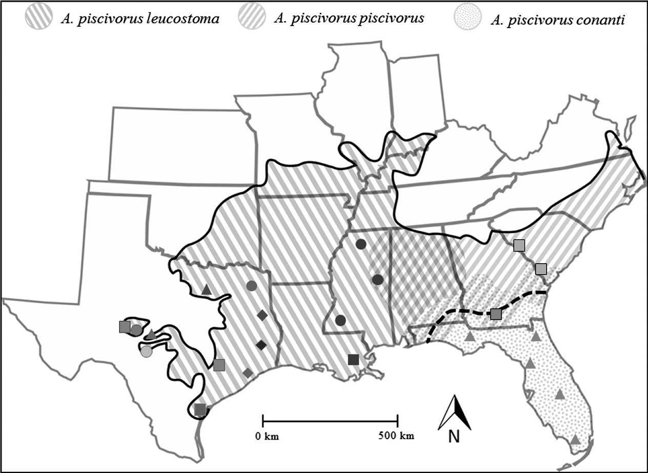 Phylogeography of Agkistrodon piscivorus with Emphasis on the Western ...