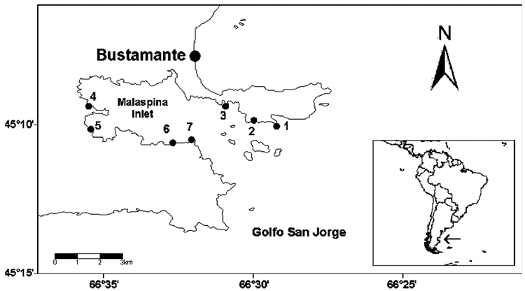 Feeding Behavior And Habitat Use In A Waterbird Assemblage At A Marine Wetland In Coastal Patagonia Argentina