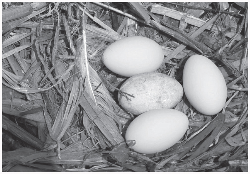 cormorant eggs