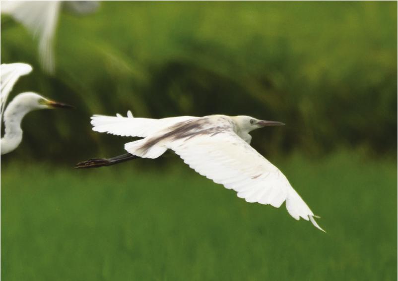 Tagak A Natural Hybridization between a Cattle Egret (Bubulcus ibis) and a ...