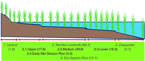 Increased Productivity Of Rainfed Lowland Rice Cropping Systems Of The Mekong Region 5942