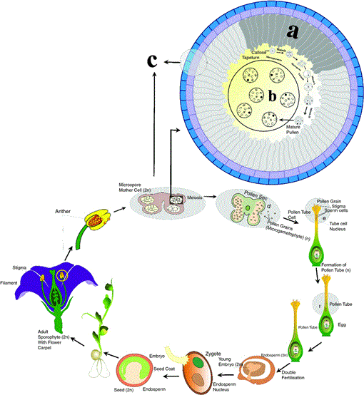 Heat Stress In Grain Legumes During Reproductive And Grain Filling