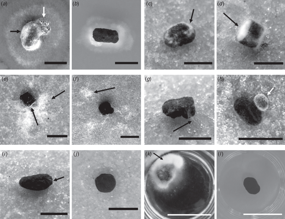 Heat-dried sclerotia of Sclerotinia sclerotiorum myceliogenically