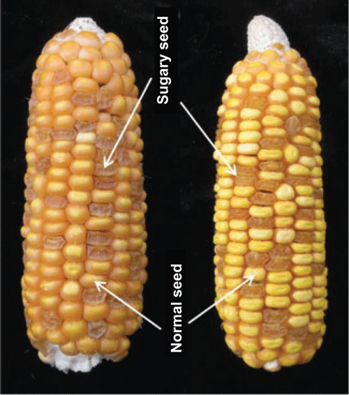 Development and validation of breeder-friendly functional markers of ...