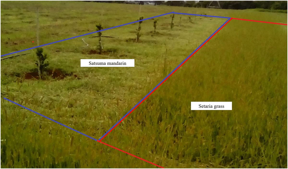 Effects of gypsum on growth and nutrient status of forage grasses  cultivated between the rows of organically grown Satsuma mandarin in an  Oxisol from subtropical Brazil