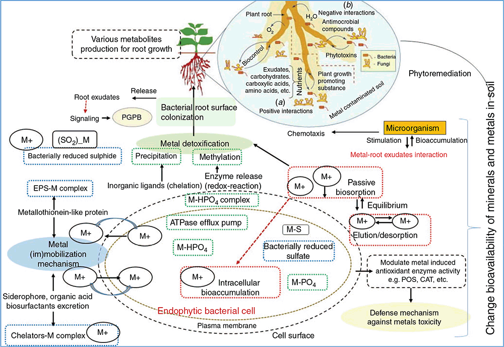 Plant–microbe–metal Interactions For Heavy Metal Bioremediation: A Review