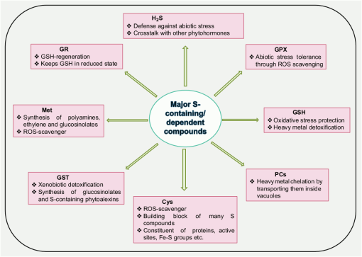 glutathione sulfur sensitivity Frontiers