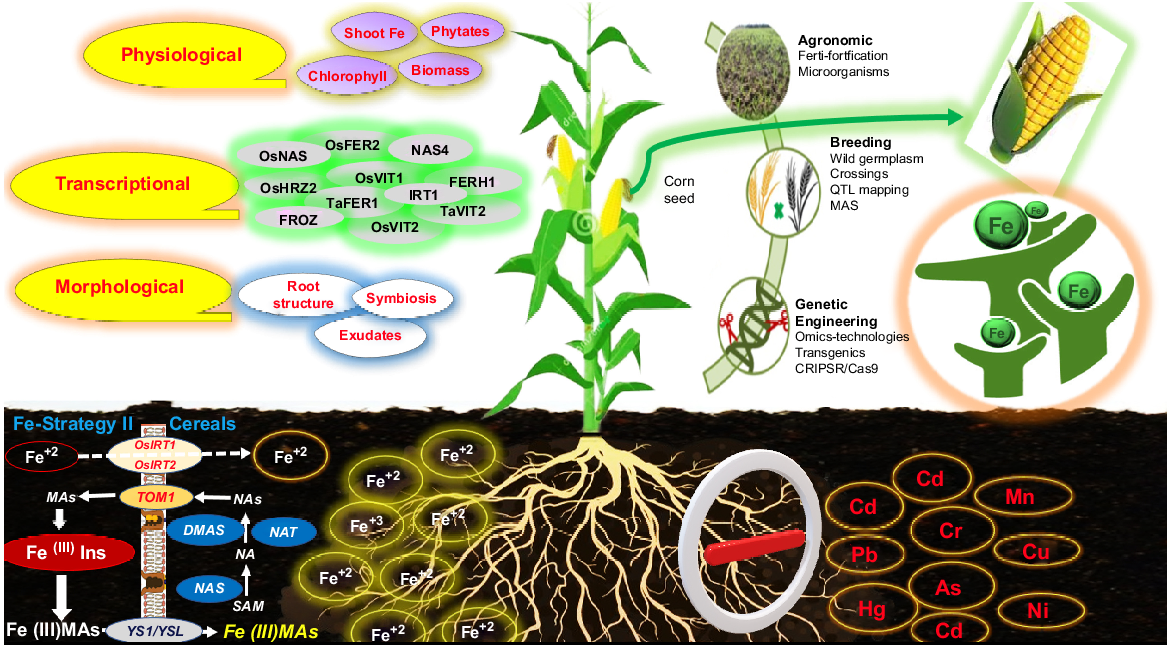 Iron bio-fortification and heavy metal/(loid)s contamination in cereals ...