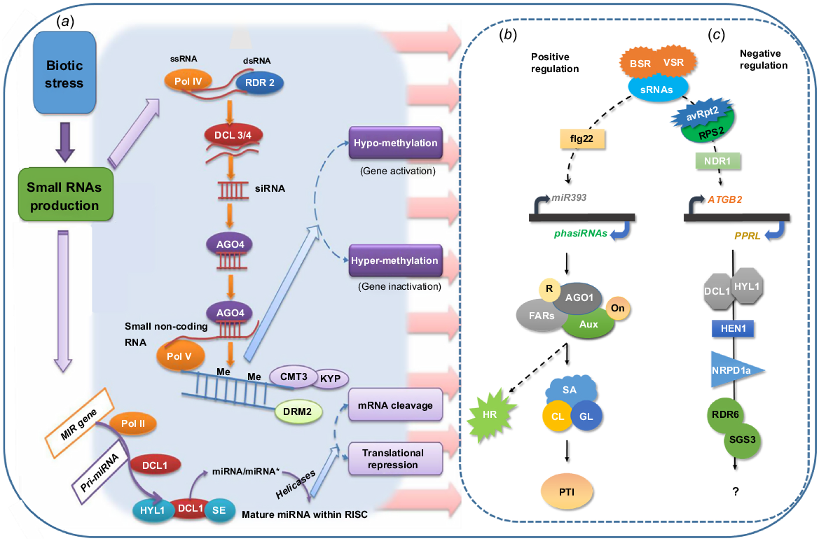 Role Of Small RNAs In Plant Stress Response And Their Potential To ...