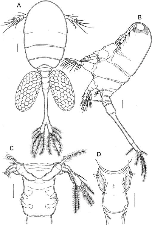 A NEW SPECIES OF COPEPODA (THAUMATOPSYLLIDAE) SYMBIOTIC WITH A BRITTLE ...