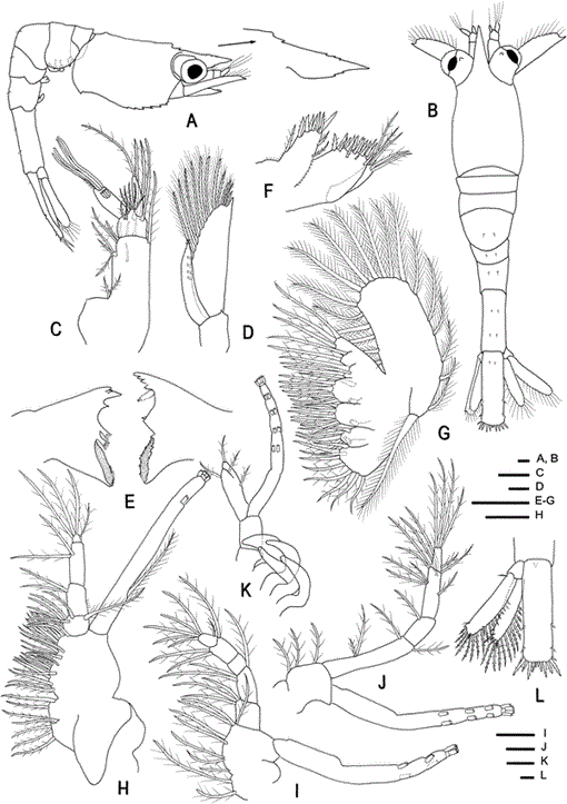 LARVAL DEVELOPMENT OF LATREUTES ANOPLONYX (DECAPODA: HIPPOLYTIDAE ...