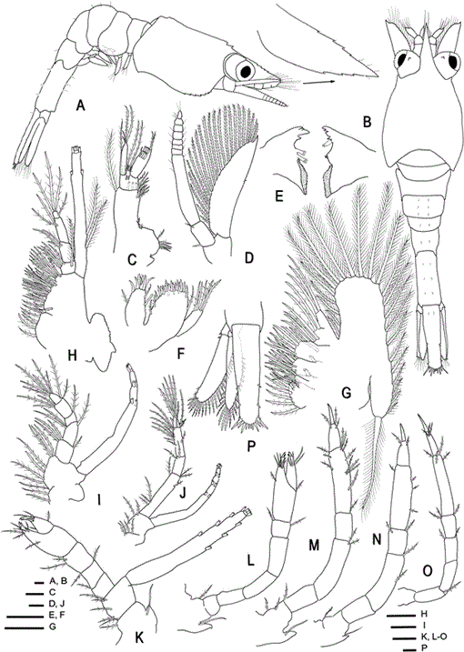 LARVAL DEVELOPMENT OF LATREUTES ANOPLONYX (DECAPODA: HIPPOLYTIDAE ...