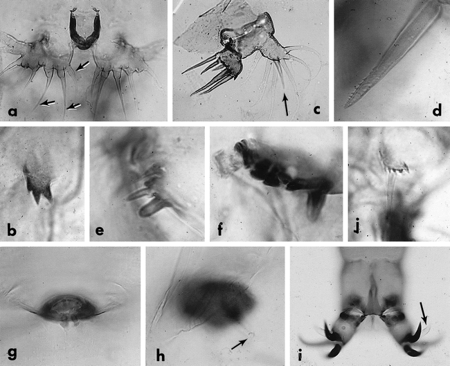 TWO SPECIES OF BOTRYLLOPHILUS (COPEPODA: CYCLOPOIDA) LIVING IN COMPOUND ...