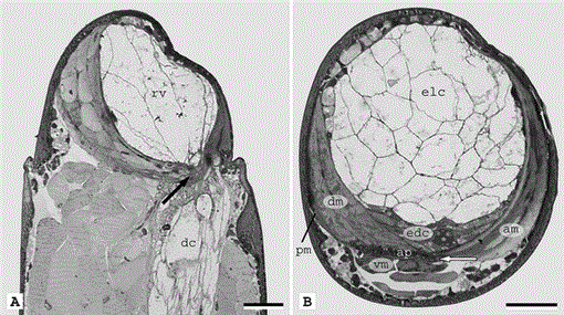 i0278-0372-27-1-1-f06.gif