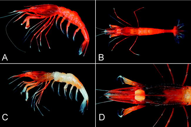 New Genus and Species of Crangonidae (Decapoda: Caridea) with a Large ...