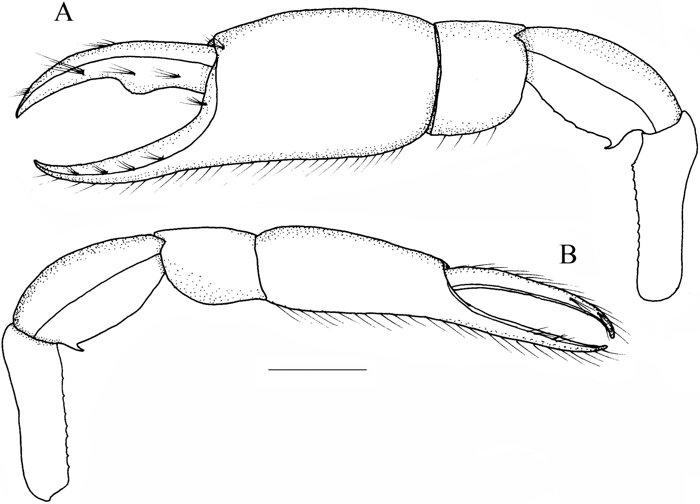 Two New Species of the Axiidean Genus Gourretia de Saint Laurent, 1973 ...