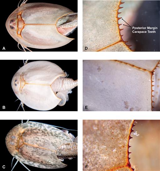 Triops cancriformis (Bosc, 1801)-Présentation