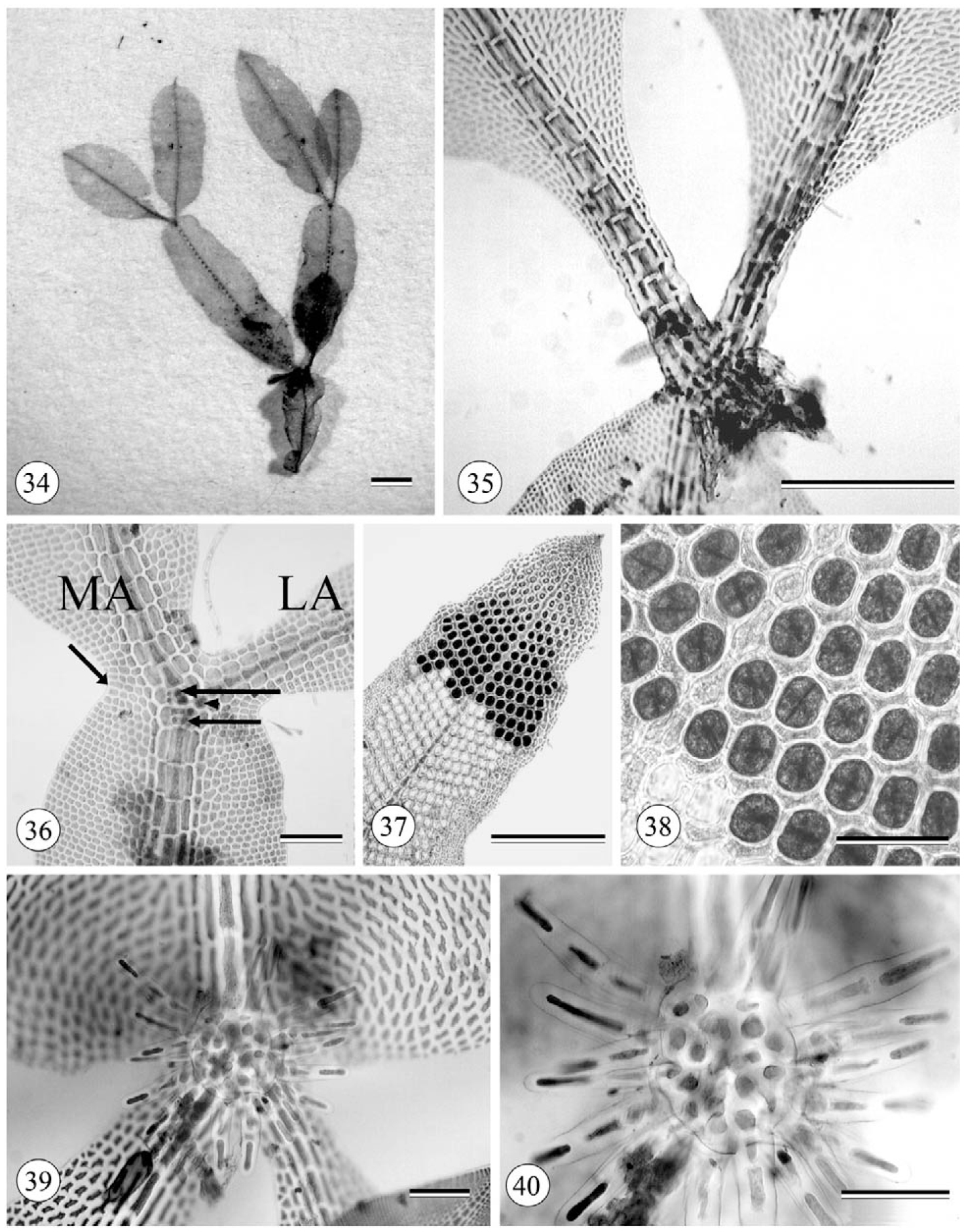 The Caloglossa leprieurii Complex (Delesseriaceae, Rhodophyta) in the ...