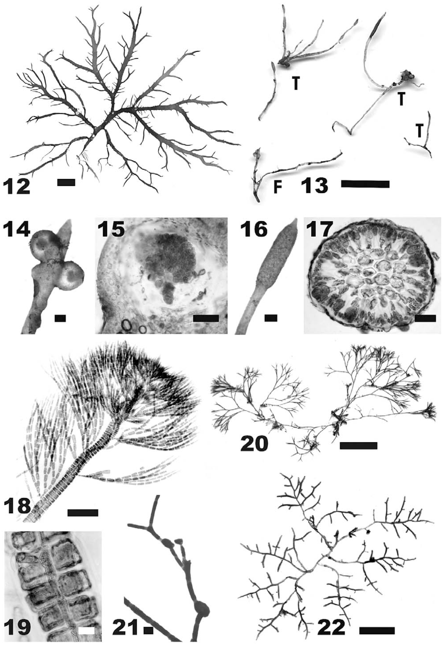 Macroalgae Newly Recorded Rare Or Introduced To The French Mediterranean Coast