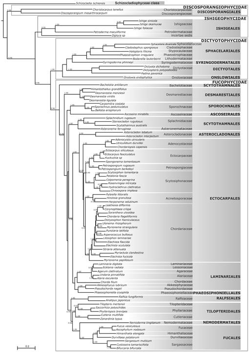 An Updated Classification Of Brown Algae Ochrophyta Phaeophyceae