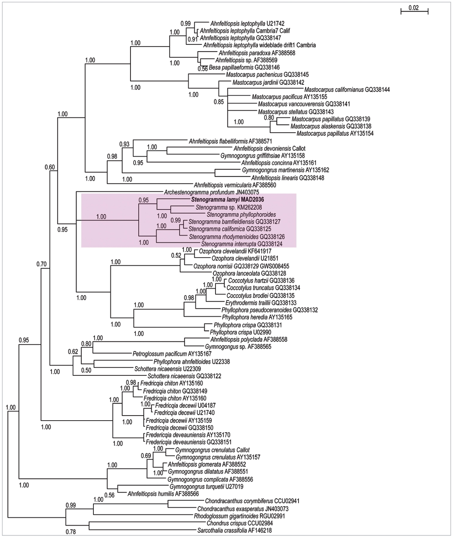 A New Species of Stenogramma was Uncovered Indian Ocean during the ...