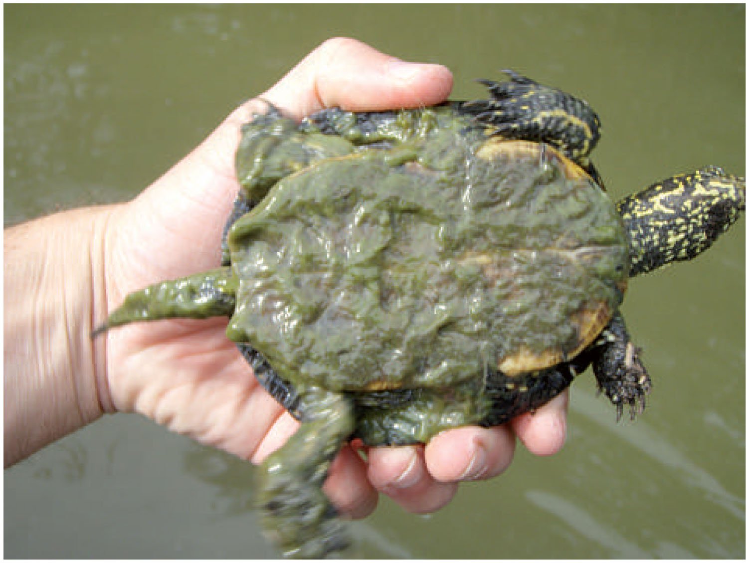 Epizoic Algae Distribution on the Carapace and Plastron of the European ...