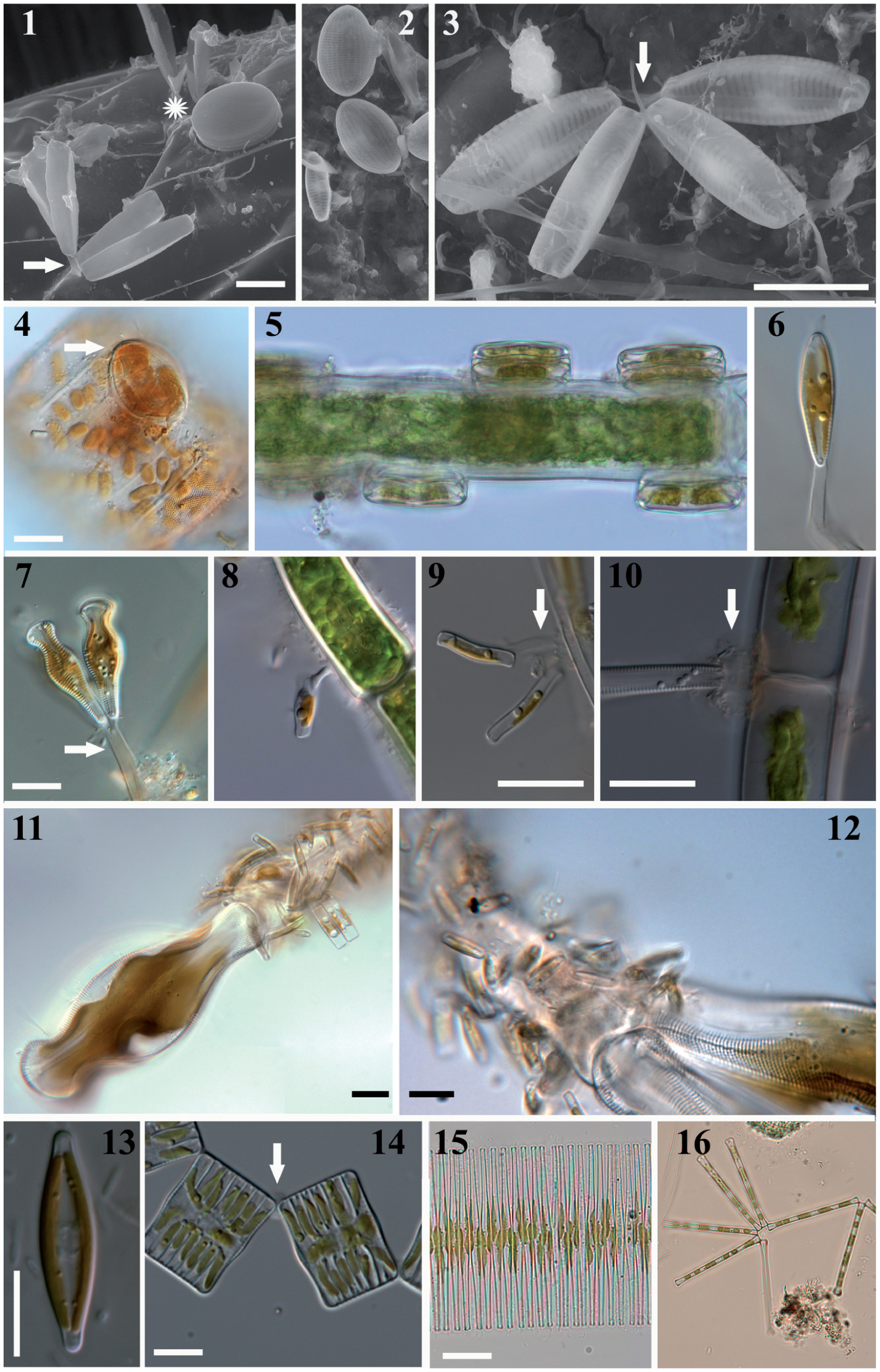 freshwater diatoms identification