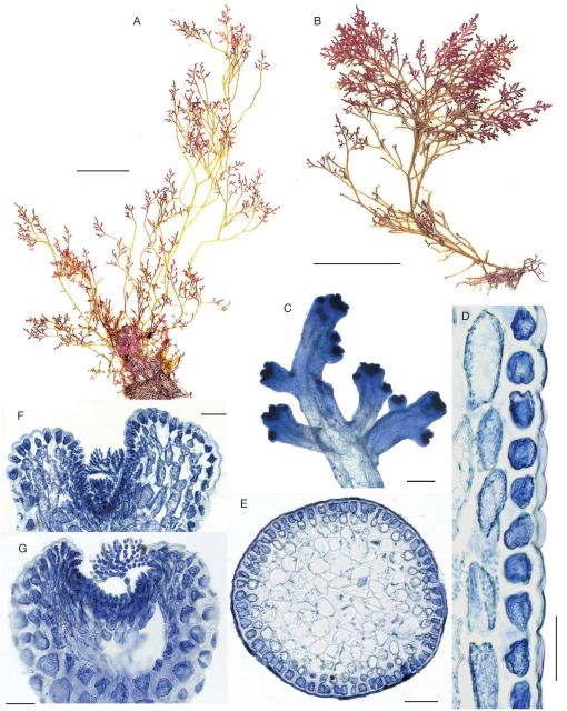 Molecular Analysis Resolves the Taxonomy of the Laurencia Complex ...