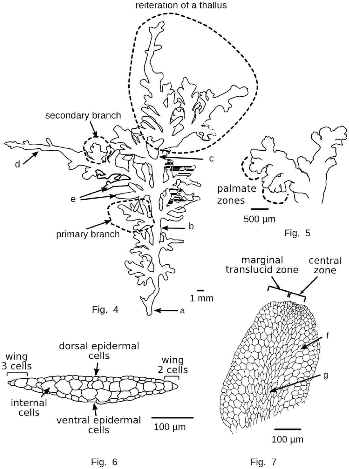 Studies On African Riccardia Types And Related Material