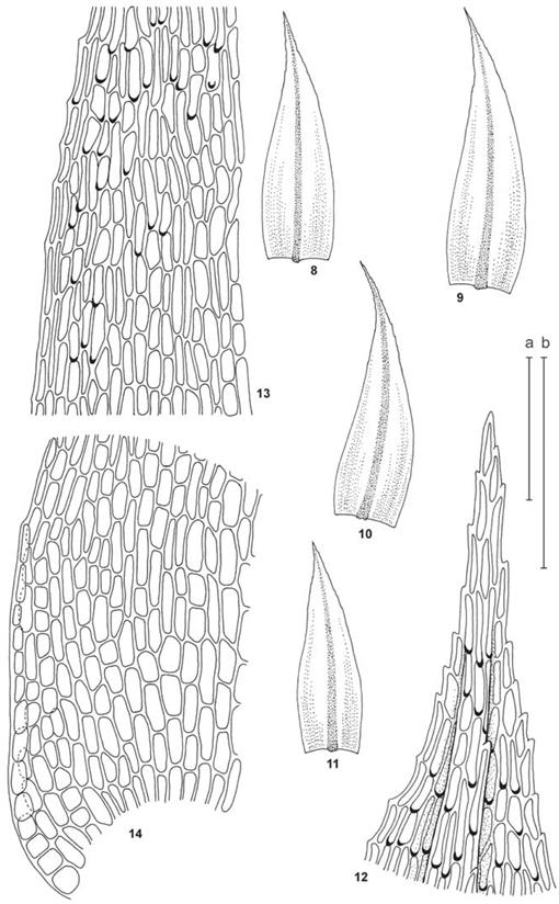 Taxonomic Status of Two Subantarctic Species of Philonotis ...