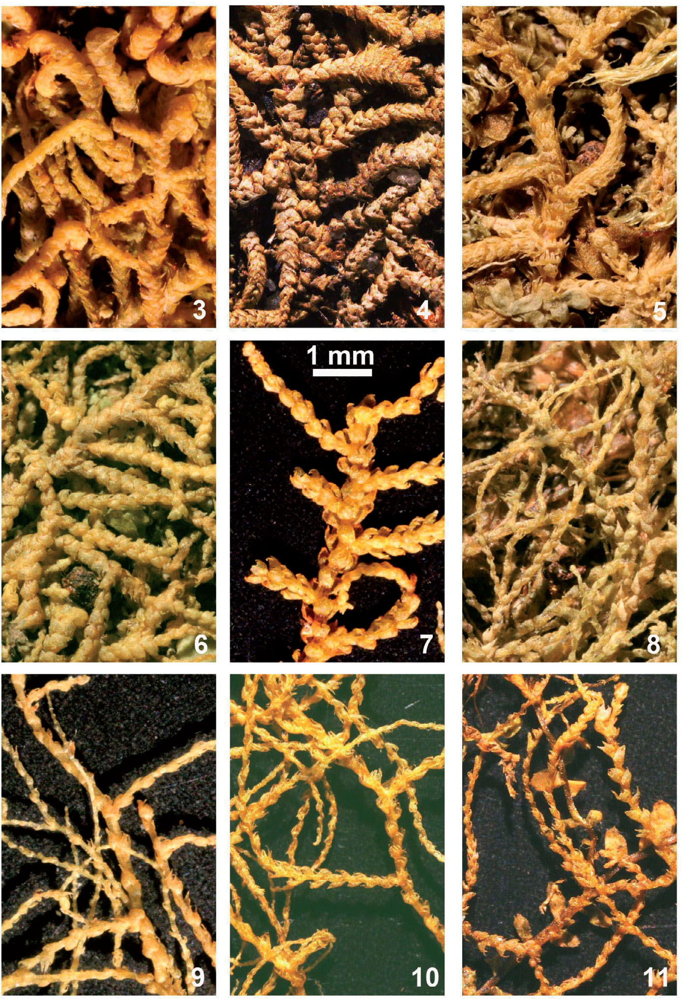 https://bioone.org/journals/cryptogamie-bryologie/volume-37/issue-2/v37.iss2.2016.125/Lepidozia-cupressina-Marchantiopsida-Lepidoziaceae-in-Sub-Saharan-Africa-with-a/10.7872/cryb/v37.iss2.2016.125.full