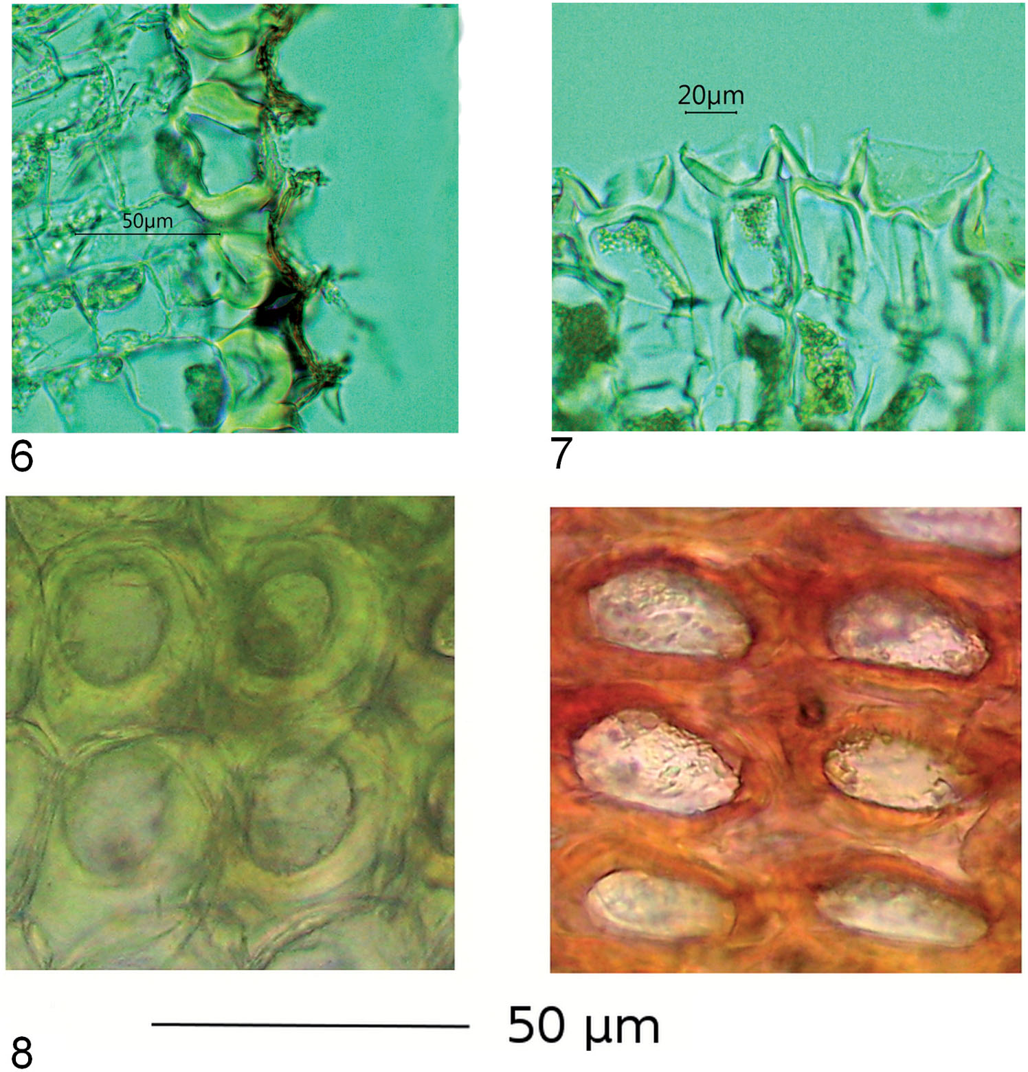 Riccia sommieri Levier in Corsica, Newly Recorded in France, with ...