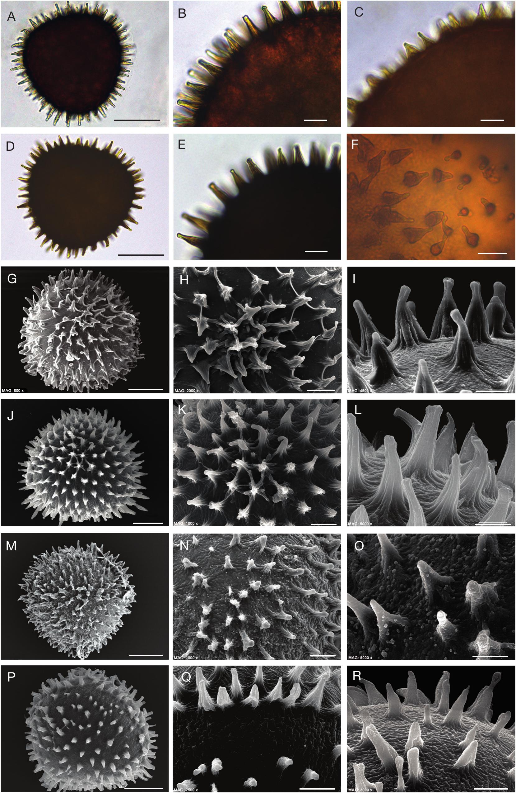 Study Of A New Population Of The Argentinian Endemic Species Riella Choconensis Hassel Riellaceae Marchantiophyta Reveals A Novel Anatomical Structure Of The Female Involucre In Riella