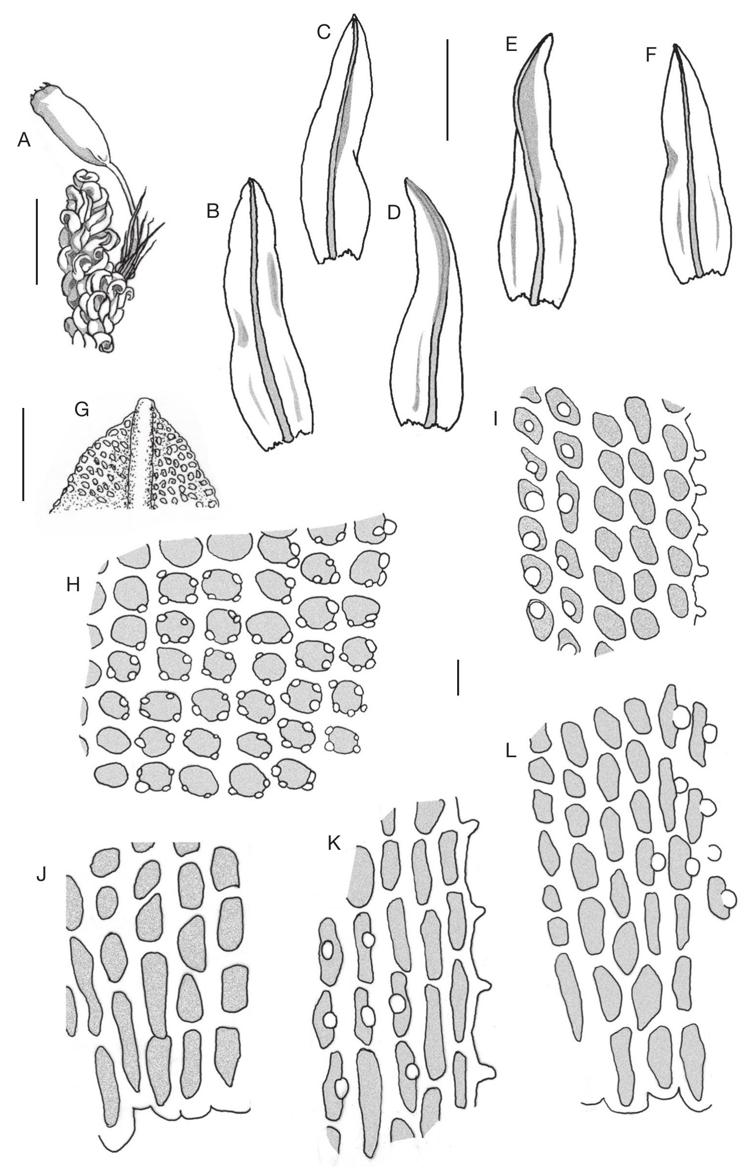 A Review Of The Genus Macromitrium Brid Orthotrichaceae Bryophyta In New Caledonia