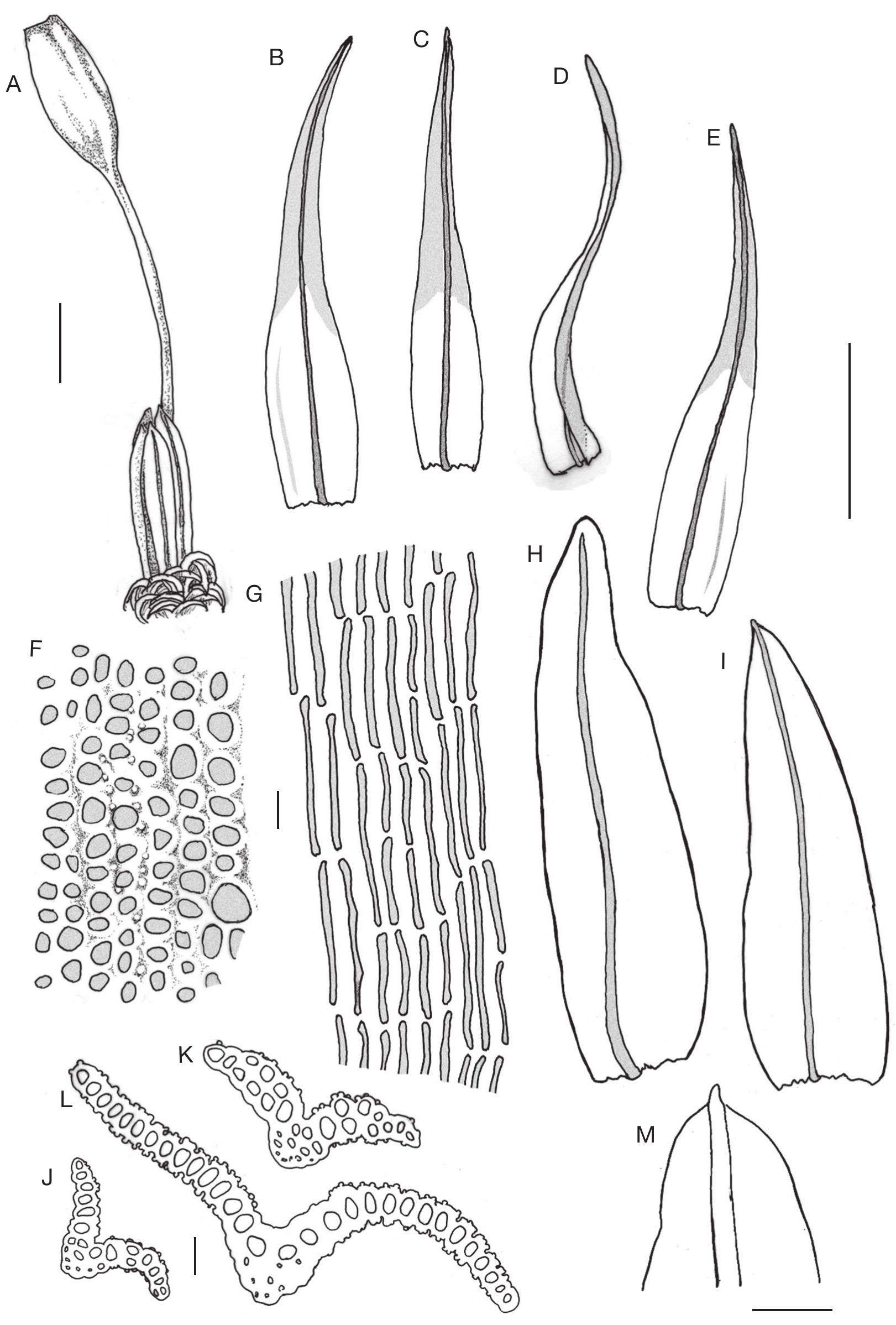 A Review Of The Genus Macromitrium Brid Orthotrichaceae Bryophyta In New Caledonia