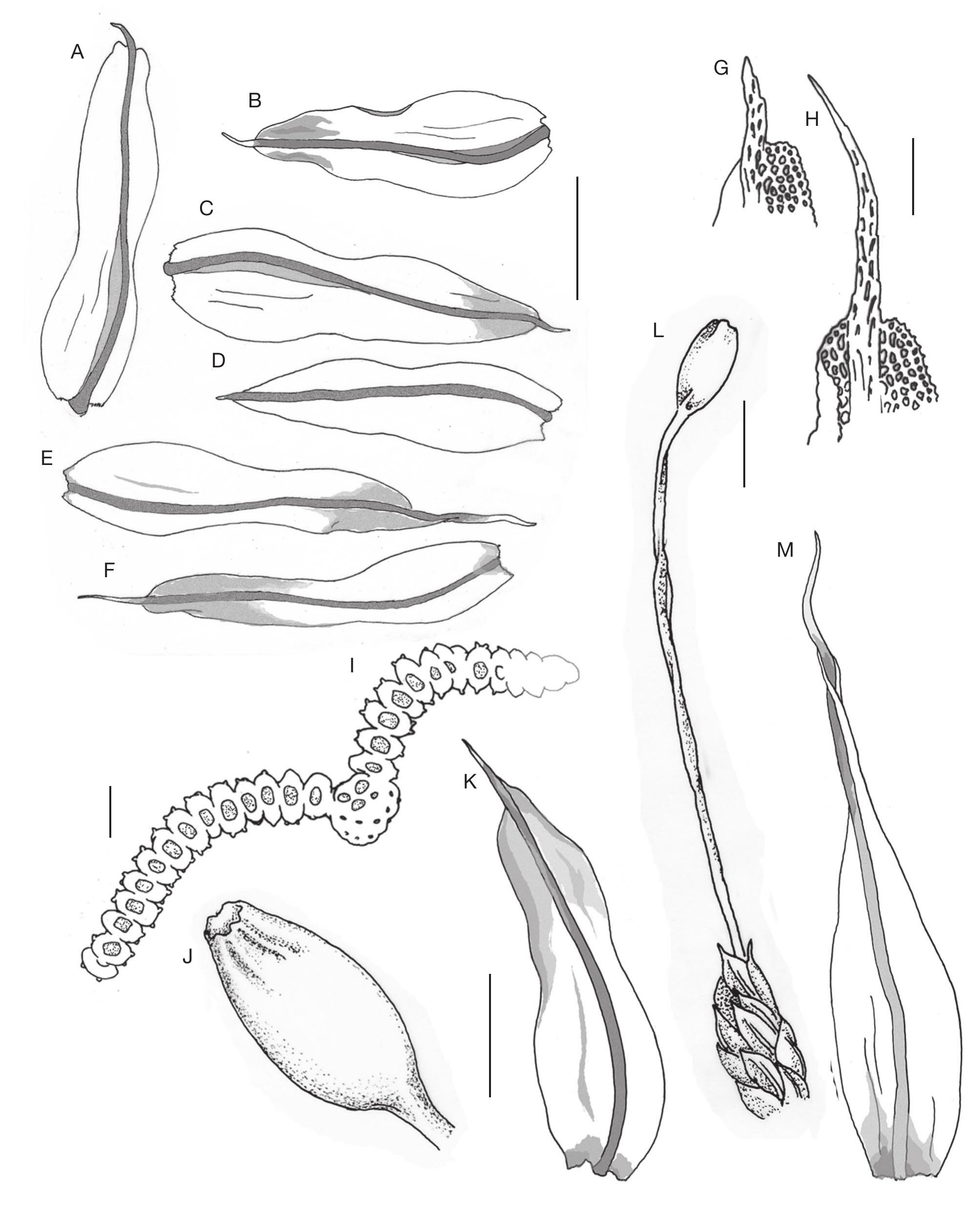 A Review Of The Genus Macromitrium Brid Orthotrichaceae