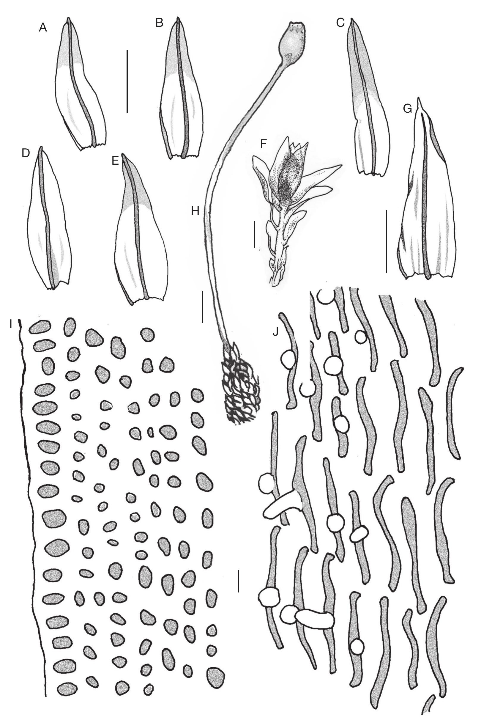 A Review Of The Genus Macromitrium Brid Orthotrichaceae Bryophyta In New Caledonia