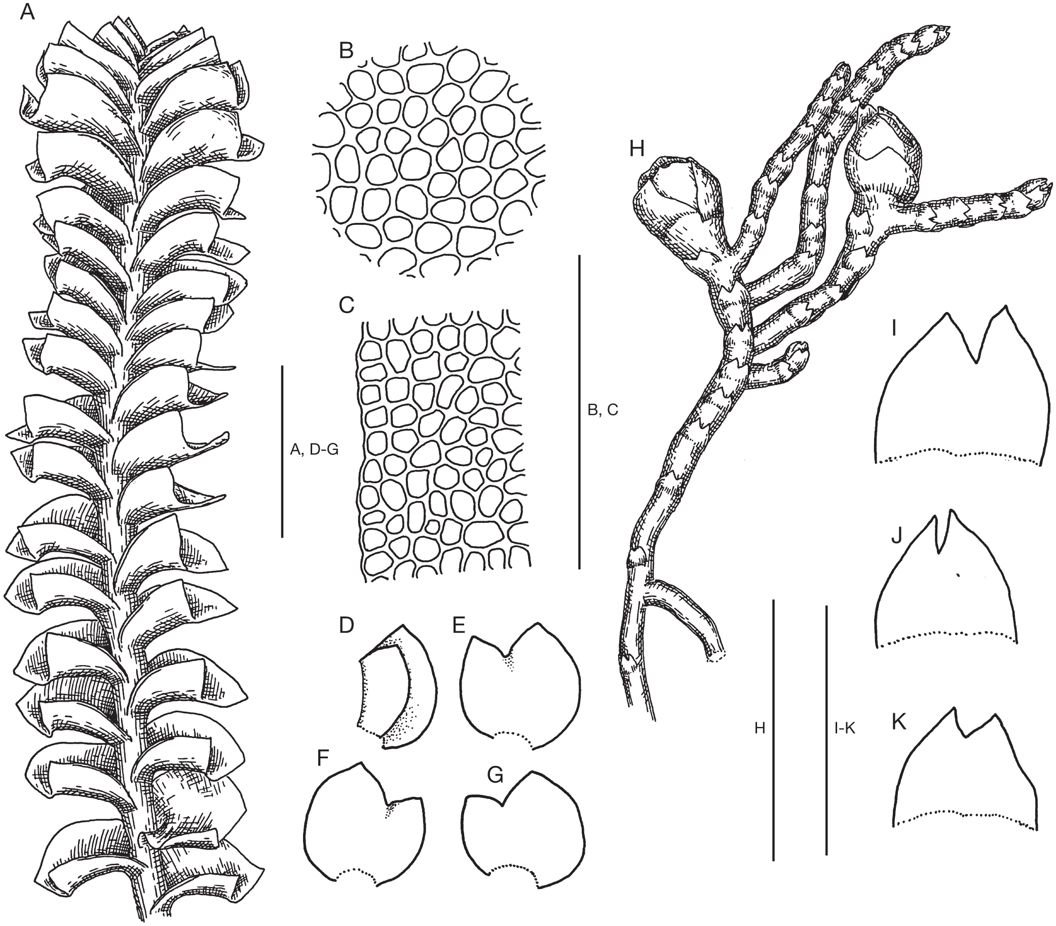 Integrative Taxonomic Revision of Marsupella (Gymnomitriaceae ...