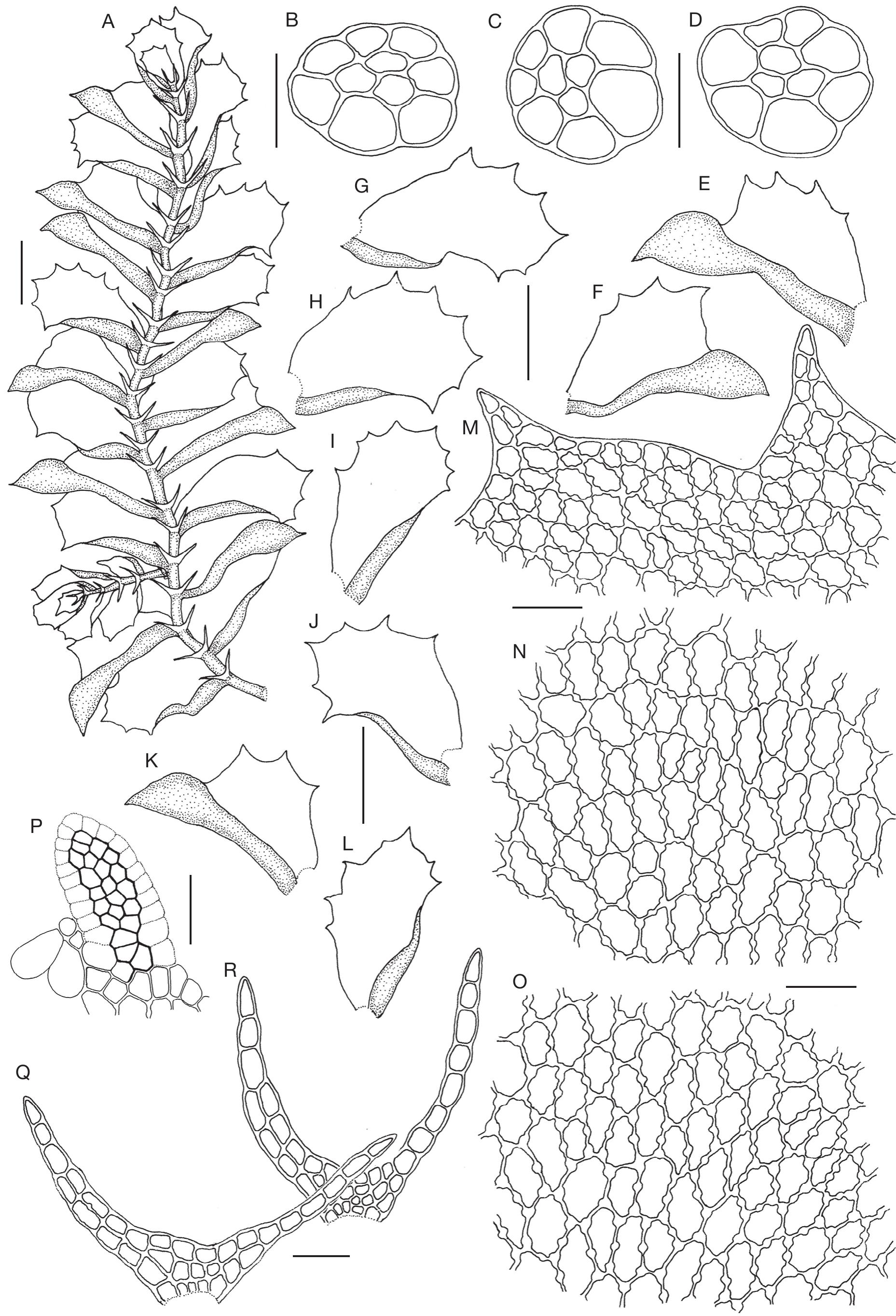 A Synopsis Of Colura Dumort Dumort Marchantiophyta Lejeuneaceae In India