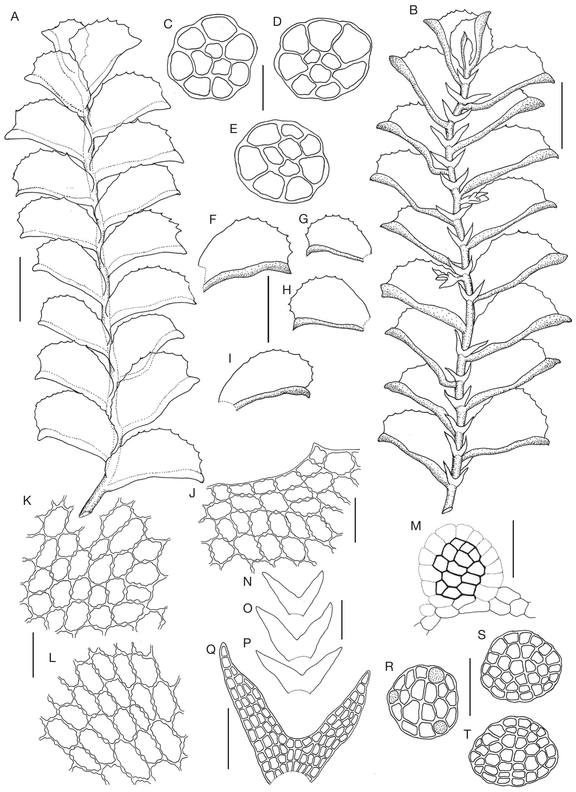 A Synopsis Of Colura Dumort Dumort Marchantiophyta Lejeuneaceae In India