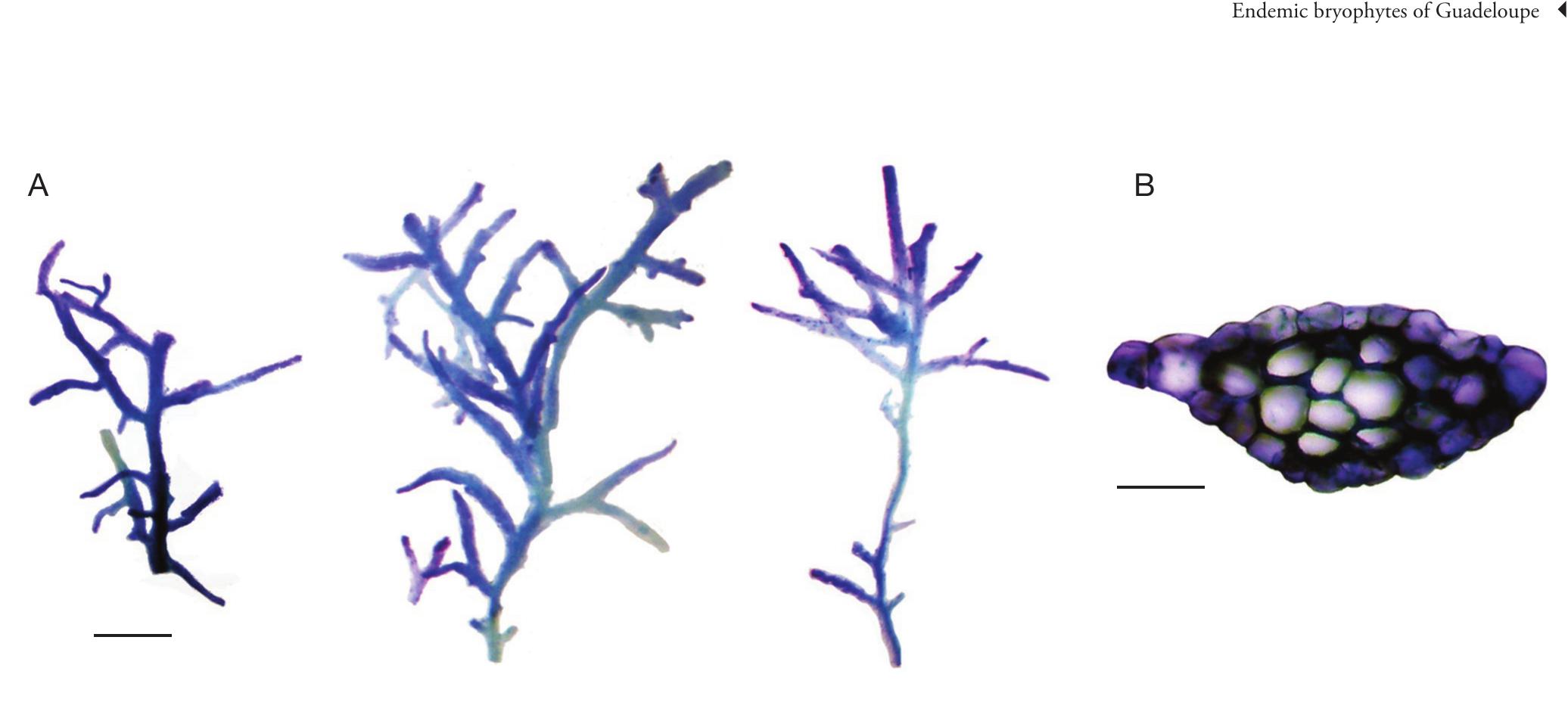 An Evaluation Of The Endemic Bryophyte Flora Of Guadeloupe