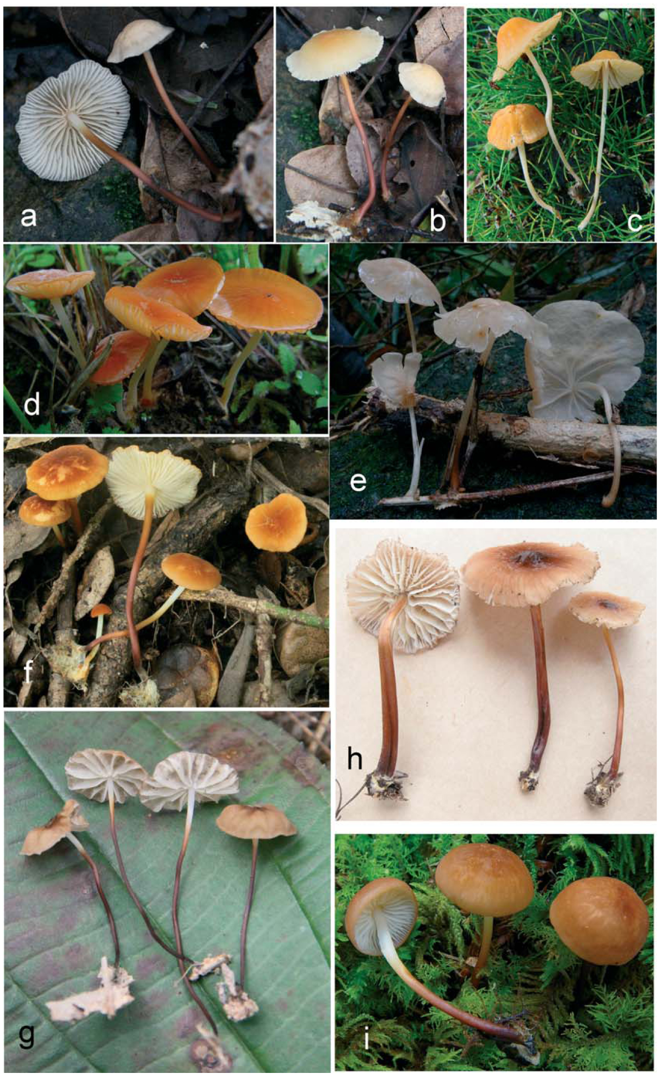 New Species And New Records In Marasmius Sect. Sicci From China