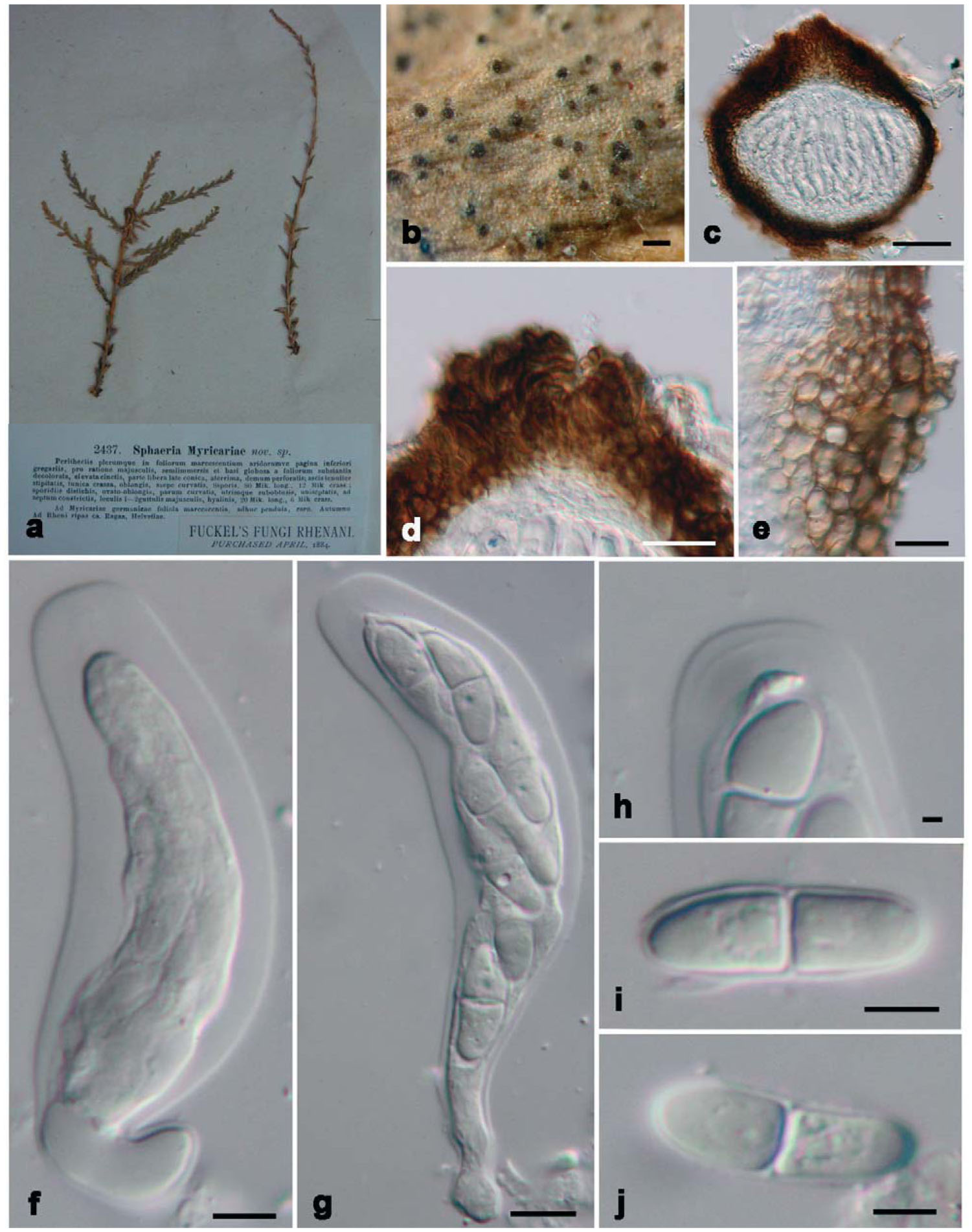 Planistromellaceae Botryosphaeriales