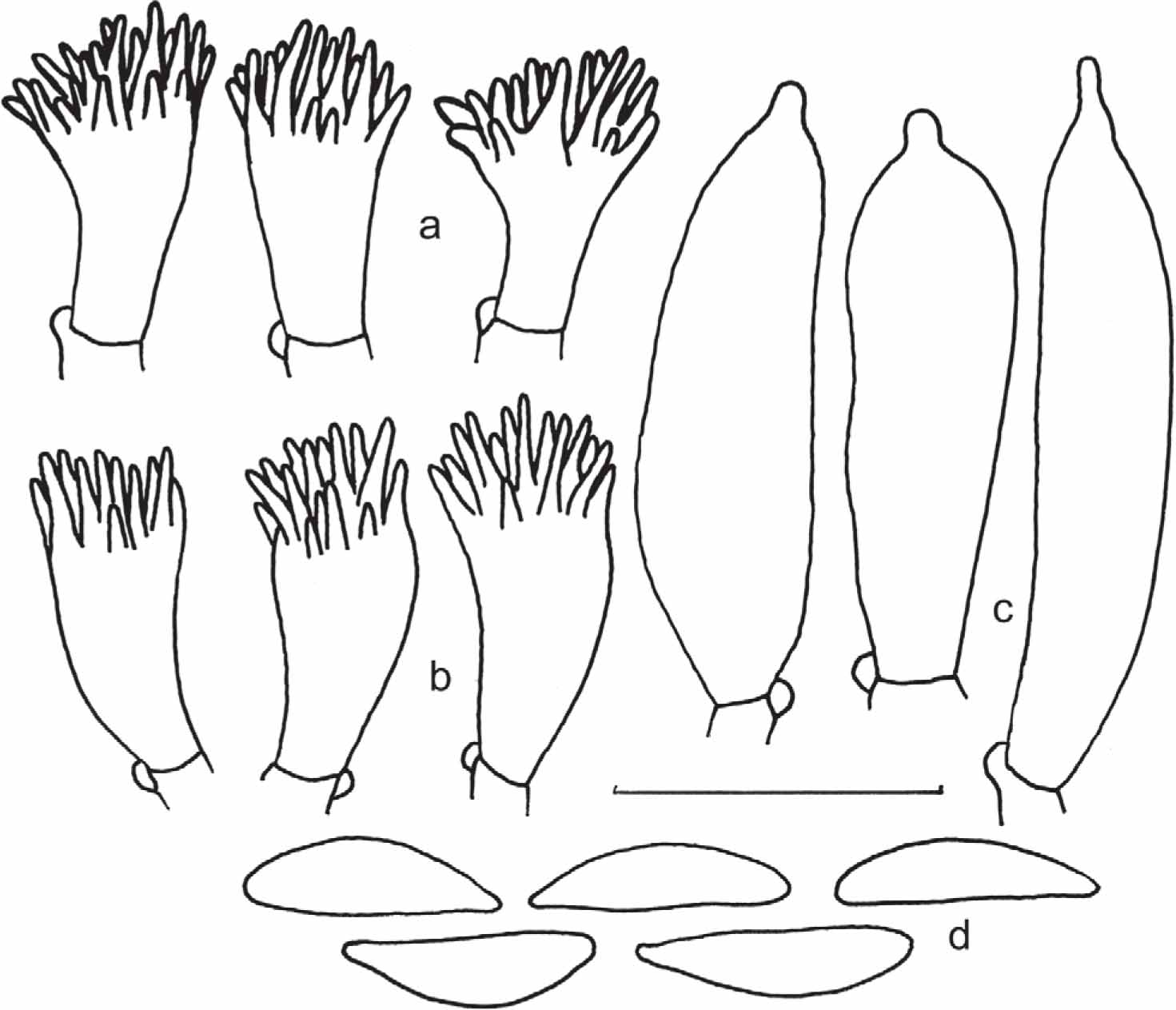 Supplements to the Monograph of Tropical African Species of Marasmius ...