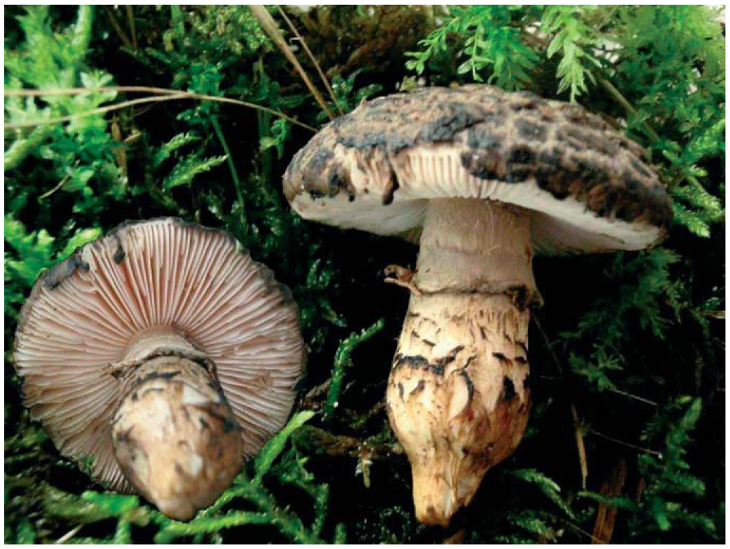 Amenaite Insect Amanita inopinata, Its Ecology and Expansion in Europe