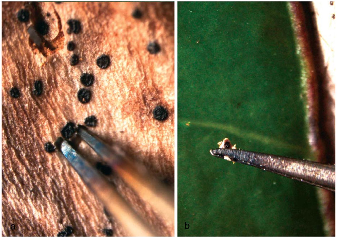 An Optimized Protocol Of Single Spore Isolation For Fungi