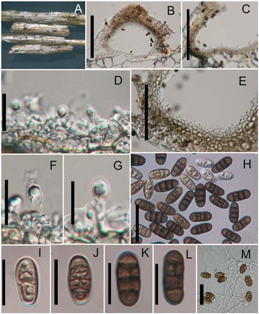 Camarosporium Like Species Are Polyphyletic In Pleosporales Introducing Paracamarosporium And Pseudocamarosporium Gen Nov In Montagnulaceae