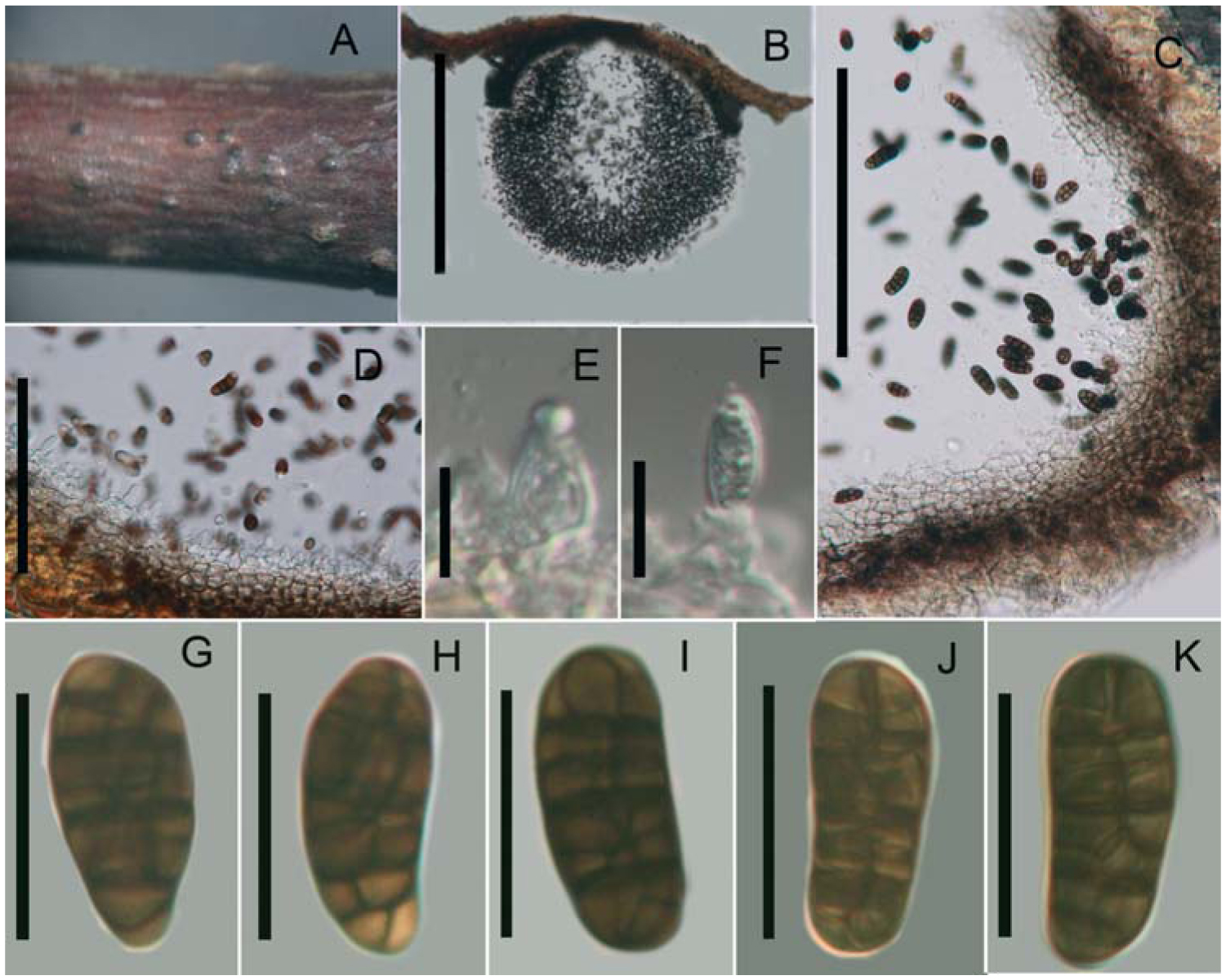 Camarosporium Like Species Are Polyphyletic In Pleosporales Introducing Paracamarosporium And Pseudocamarosporium Gen Nov In Montagnulaceae