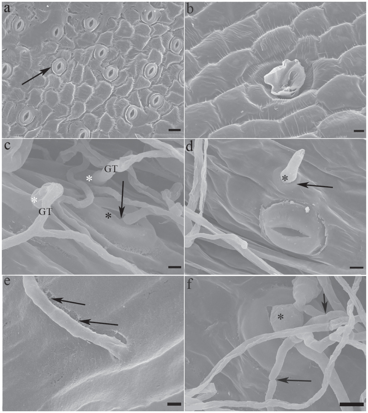 Morphological And Enzymatical Characterization Of The Infection Process Of Pythium Ultimum In Dendrobium Officinale Orchidaceae